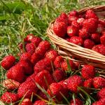 Potagères - Fraisier des Bois - BIO - face recto